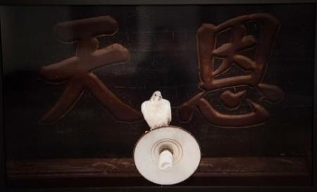 Zhang Xiaodi Feng ru song - diyi ge ruzhe 2013