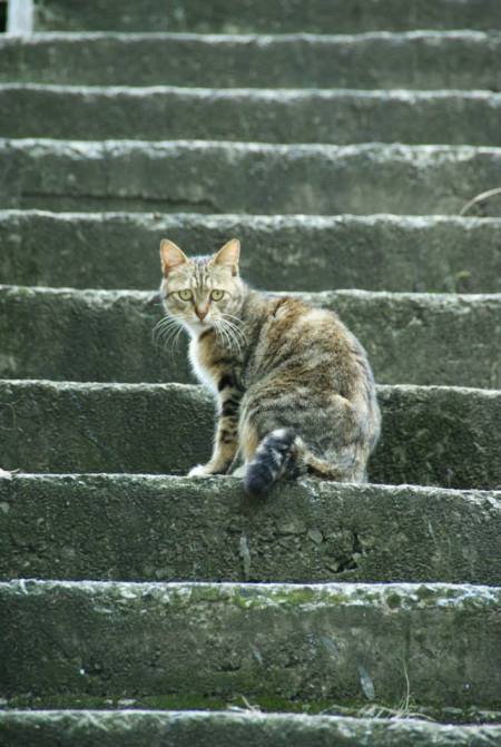 Katze in Taiwan 苗栗竹南山佳里