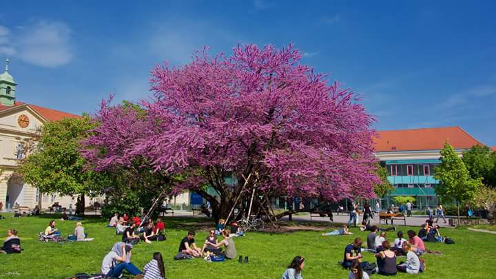 Baum - Photo by Thomas Palfinger