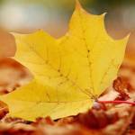 mmexport1665663405465