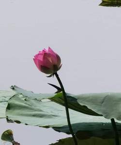 Photo by 湘莲子 Xiang Lianzi